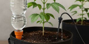 Podlewanie nawadnianie marihuany 9025